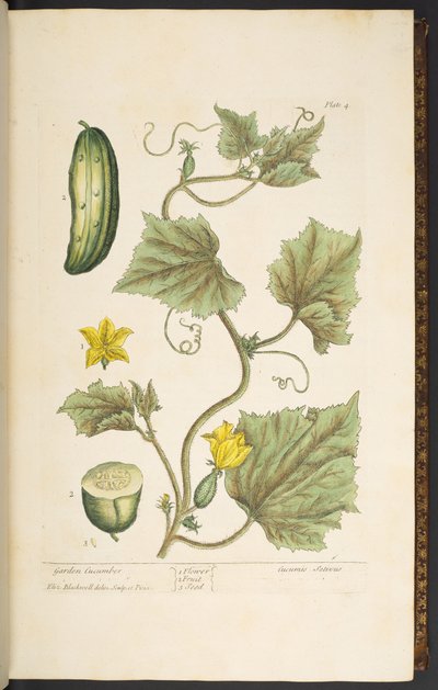 Tafel 4, Garten Gurke, aus 