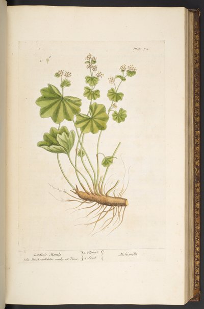 Tafel 72, aus 
