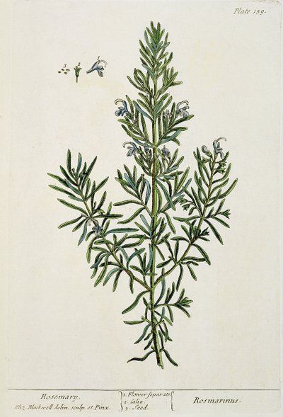 Rosmarinus Officinalis, aus 