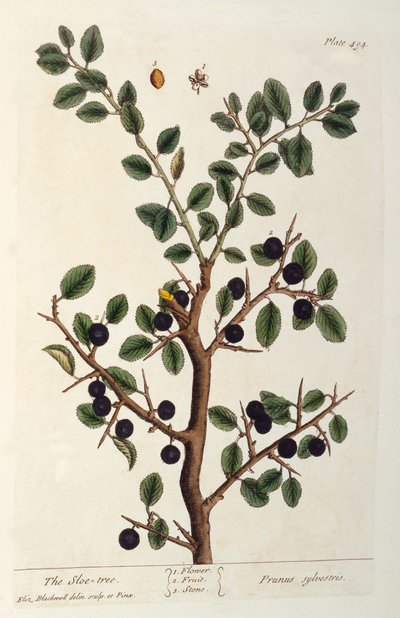 Der Schlehdorn, Tafel 494 aus 