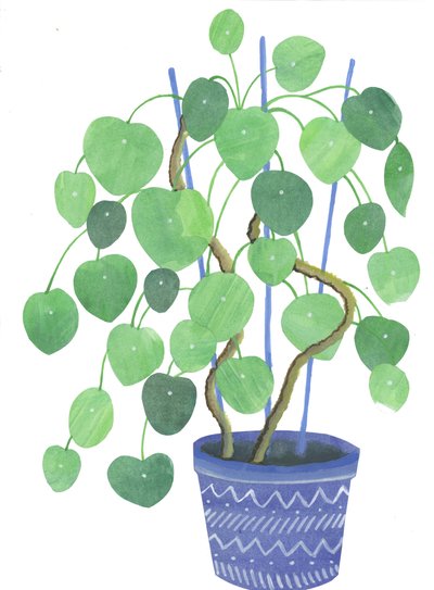 Pilea-Pflanze von Elizabeth Rider