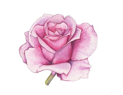 Rosa Rose von Elizabeth Rider