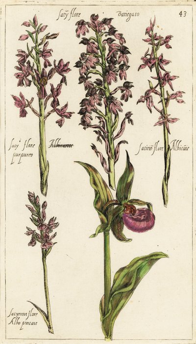 Verschiedene europäische Orchideenarten, Frauenschuh-Orchidee, Cypripedium calceolus von Emanuel Sweert