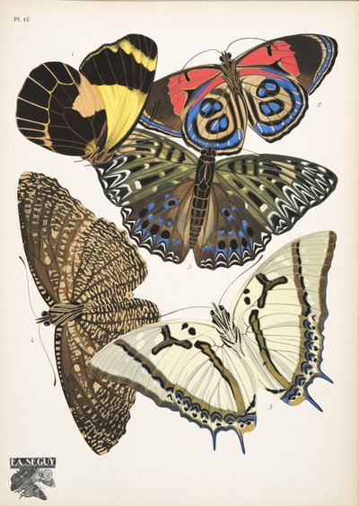 Tafel 12 aus Papillons, veröffentlicht 1925 von Émile Allain Séguy