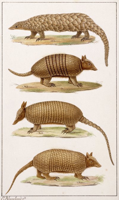 Ein Riesenameisenbär und drei Arten von Gürteltieren von Emile Theophile Blanchard