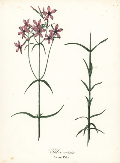 Awned Phlox, Phlox aristata von Endicott Endicott