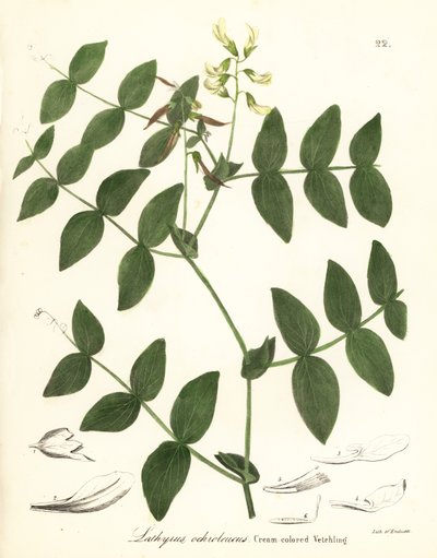 Cremeerbse oder cremefarbene Platterbse, Lathyrus ochroleucus von Endicott Endicott