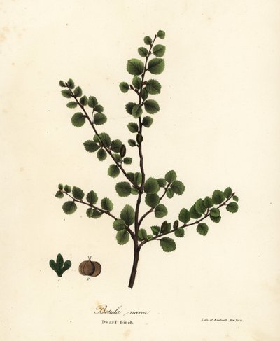 Zwergbirke, Betula nana von Endicott Endicott