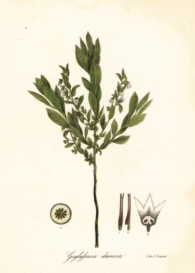 Zwerg-Heidelbeere, Busch-Heidelbeere oder Gopherbeere, Gaylussacia dumosa von Endicott Endicott