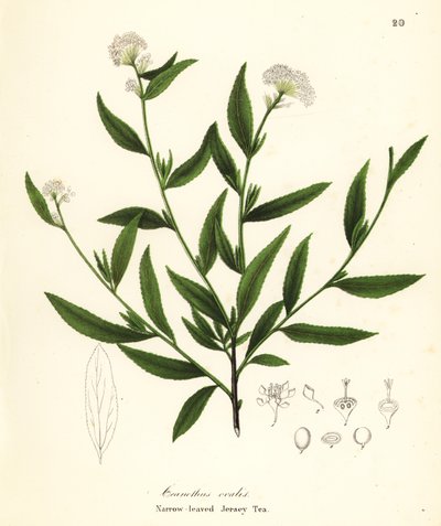 Jersey-Tee, Ceanothus herbaceus (Schmalblättriger Jersey-Tee, Ceanothus ovalis) von Endicott Endicott