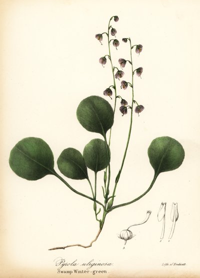 Rosa Wintergrün, Pyrola asarifolia von Endicott Endicott
