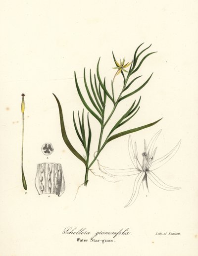 Schlamm-Plantain oder Wasserhyazinthe, Heteranthera dubia (Wasserstern-Gras, Schollera graminifolia) von Endicott Endicott