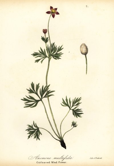 Pazifische Anemone oder Schnittblättrige Windblume, Anemone multifida von Endicott Endicott