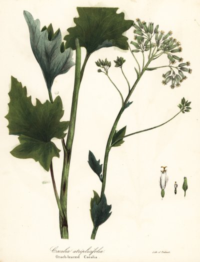 Blasser Indianer-Plantain, Arnoglossum atriplicifolium (Orachblättrige Kakalie, Cacalia atriplicifolia) von Endicott Endicott