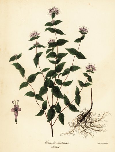 Steinminze, Frostminze, Diptam und Amerikanischer Diptam, Cunila origanoides (Cunila mariana) von Endicott Endicott
