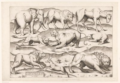Neun wilde Tiere von Enea Vico (attributed to)