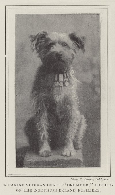 Ein verstorbener Hundeveteran, Drummer, der Hund der Northumberland Fusiliers von English Photographer