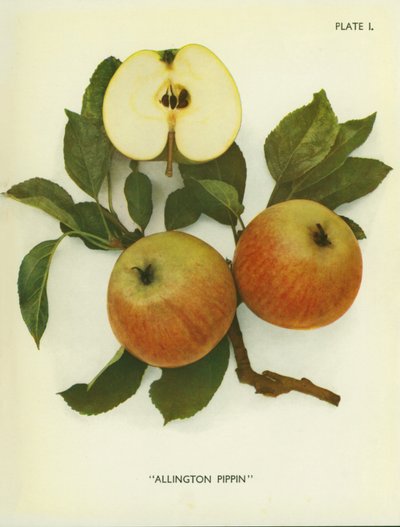 Äpfel Englands: Allington Pippin (Farbfoto) von English Photographer