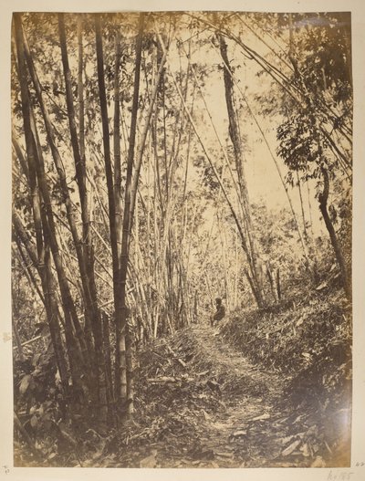 Bambuswald am Teesta. Ansichten von Darjeeling. 1870er Jahre von English Photographer