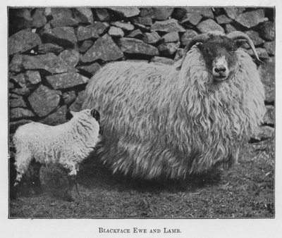 Schwarzkopf-Mutter und Lamm (s/w Foto) von English Photographer