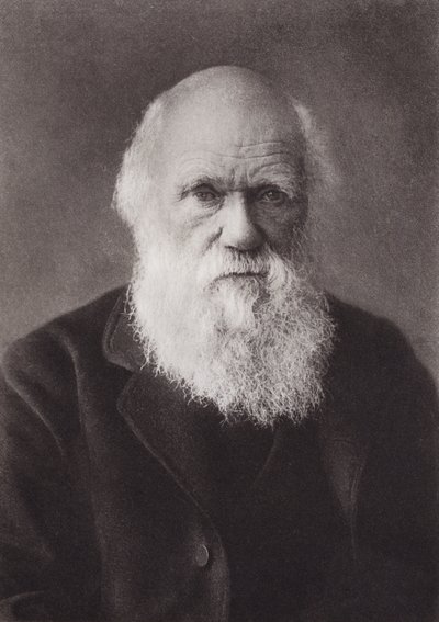 Charles Darwin, Porträt, ca. 1880 von English Photographer