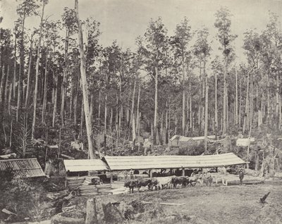 Childers Sägewerk, Gippsland von English Photographer