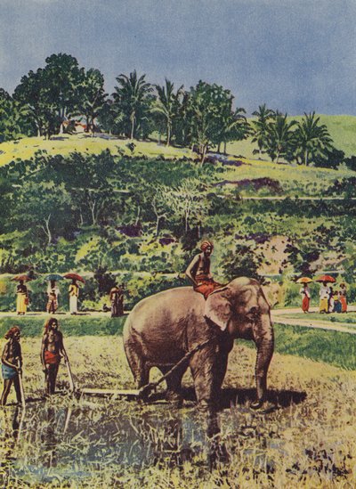 Elefant hilft beim Pflügen der Reisfelder in Indien von English Photographer