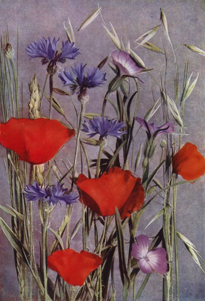 Feldblumen (Foto) von English Photographer