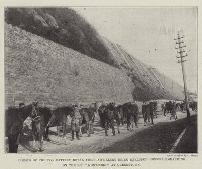 Pferde der 79. Batterie der Royal Field Artillery werden vor dem Einschiffen auf die SS Montford in Queenstown trainiert von English Photographer