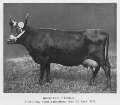 Kerry-Kuh, Fenella, Erster Preis, Royal Agricultural Society