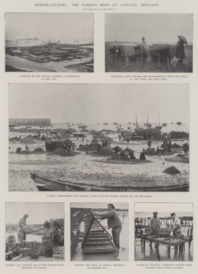 Austernzucht, die berühmten Betten in Cancale, Bretagne von English Photographer