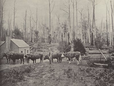Holzschlitten in Lebrina, Tasmanien von English Photographer