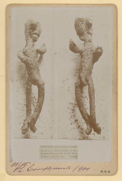 Meerrettich-Exemplar von English Photographer
