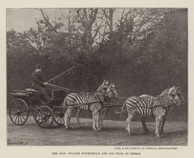 Der ehrenwerte Walter Rothschild und sein Zebrateam von English Photographer