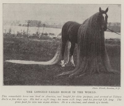 Das Pferd mit dem längsten Schweif der Welt von English Photographer