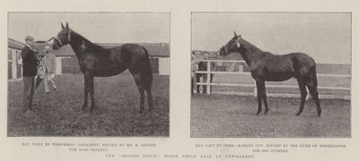 Der Rekordpreis-Blutstockverkauf in Newmarket von English Photographer