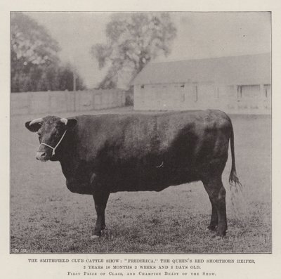Die Smithfield Club Viehschau, Frederica, die rote Shorthorn-Färse der Königin, 2 Jahre 10 Monate 2 Wochen und 3 Tage alt von English Photographer