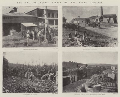 Die Steuer auf Zucker, Szenen der Zuckerindustrie von English Photographer