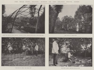 Die Wildvogel-Saison, Szenen auf dem Grange Decoy, Essex von English Photographer