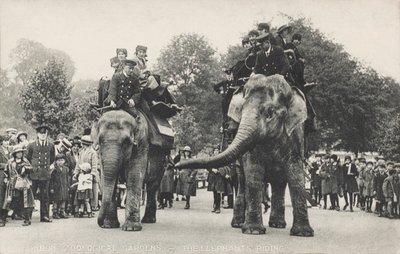 Die Elefanten des Londoner Zoos im Regent