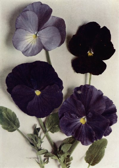Veilchen, Maggie Mott, Admiral der Blauen, Archibald Grant und Jenny M