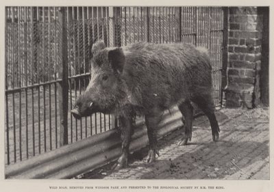 Wildschwein, aus dem Windsor Park entfernt und der Zoologischen Gesellschaft von HM dem König geschenkt von English Photographer