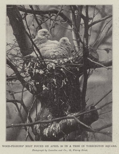 Nest von Ringeltauben, gefunden am 20. April in einem Baum am Torrington Square von English Photographer
