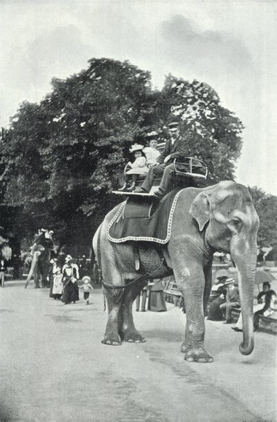 Zoologische Gärten, Kinder reiten auf den Elefanten von English Photographer