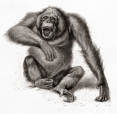 Ein Borneo-Orang-Utan, Pongo pygmaeus. Aus Meyers Lexikon, veröffentlicht 1924 von English School
