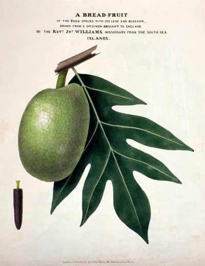 Eine Brotfrucht, ca. 1825 von English School