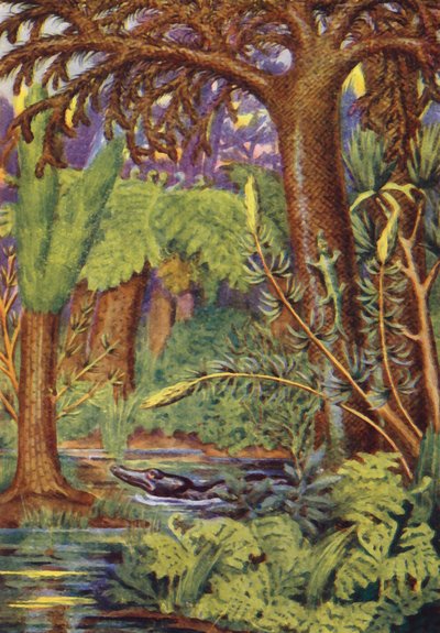 Ein Kohlenwald von English School