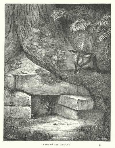 Ein Fuchs auf der Lauer (Gravur) von English School