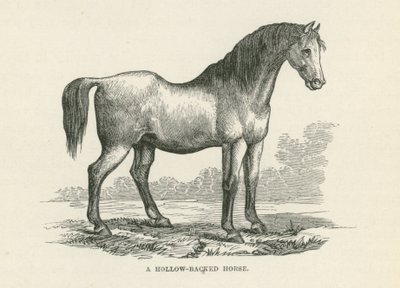 Ein hohlrückiges Pferd (Gravur) von English School