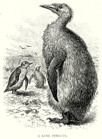 Ein Königspinguin von English School
